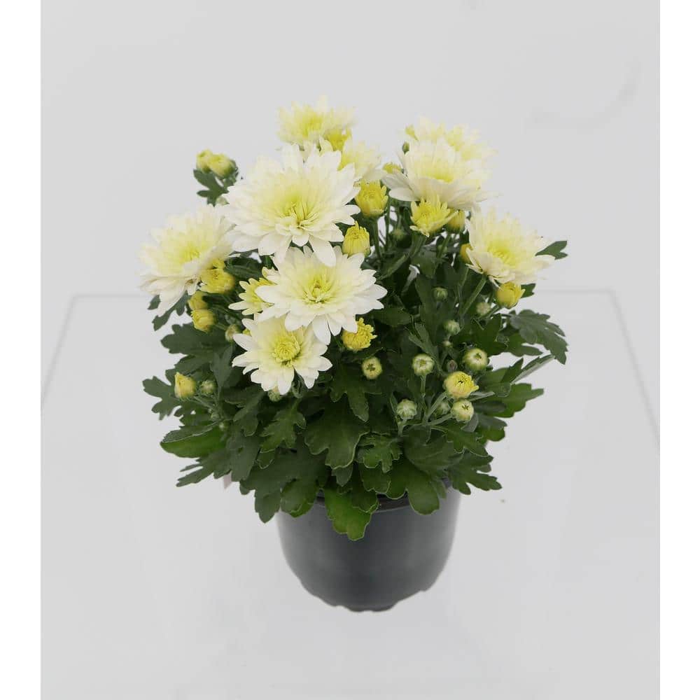 Perennial Mum White 3.0 QT (2-Pack)