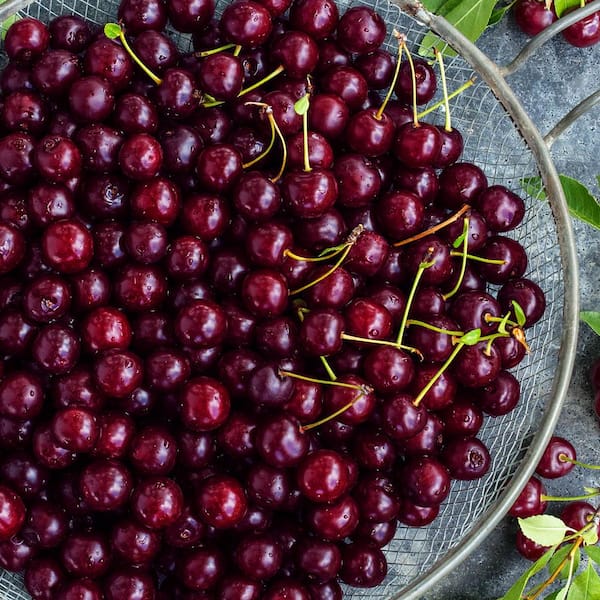 Gurney's 2.25 Gal. Pot, Juliet Dwarf Bush Cherry (Prunus), Live Deciduous Dwarf Fruiting Tree (1-Pack)