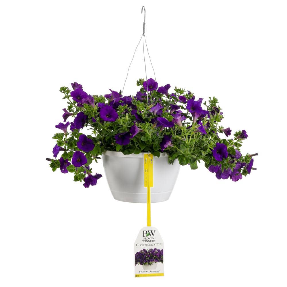 Proven Winners 10 In Supertunia Royal Velvet Mono Hanging Basket Petunia Live Plant Purple Flowers Supprw The Home Depot
