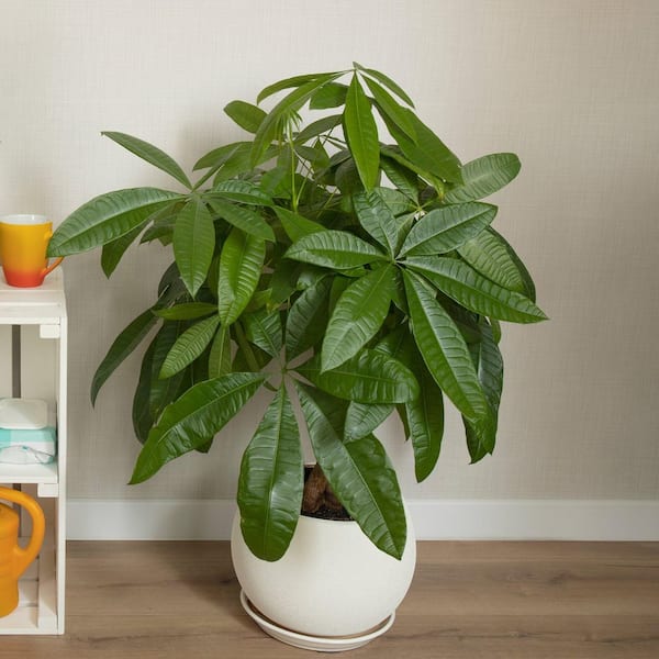 national PLANT NETWORK 4 in. Pachira Aquatica Braided Money Tree Plant in  Grower Containers (3-Pack) HD2323 - The Home Depot