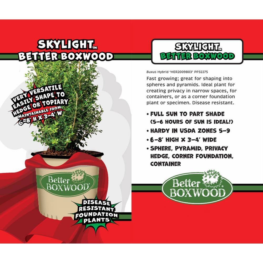 Skylight Evergreen Boxwood Shrub in 3 Gallon Container