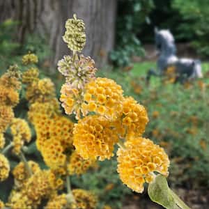 3 gal. Buddleia Honeycomb Shrub with Yellow Flowers