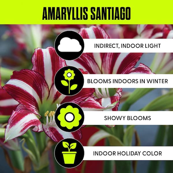 VAN ZYVERDEN Amaryllis Bulbs Fragrant Variety Bulbs Santiago (Set