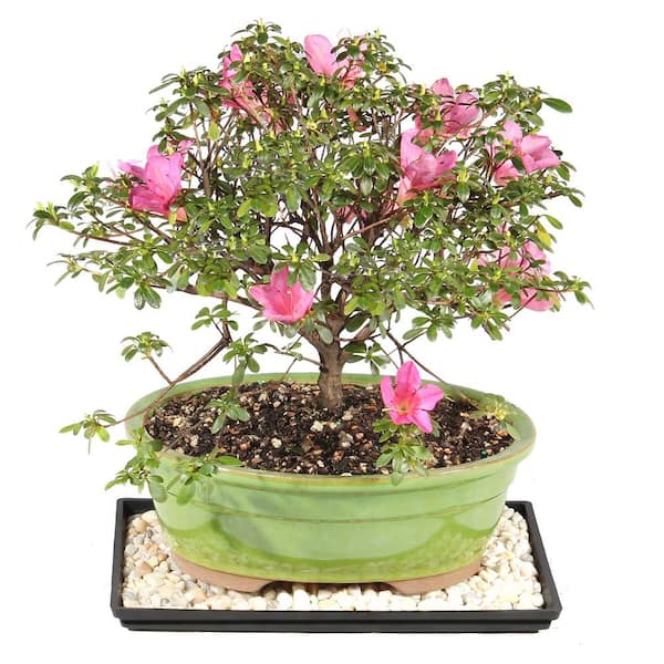 brussel's BONSAI Satsuki Azalea Bonsai Tree Outdoor Plant in