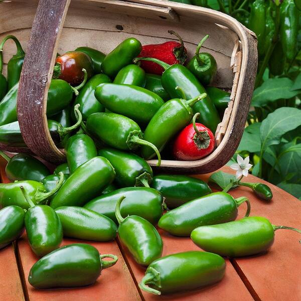 Bonnie Plants 19 oz. Mild Jalapeno Pepper Plant 2501 - The Home Depot