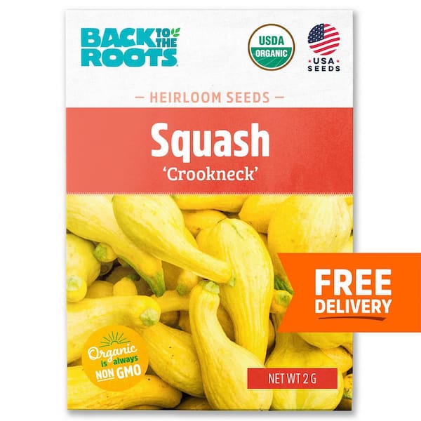 Back to the Roots Organic Squash 'Summer Crookneck' Heirloom Vegetable Seeds