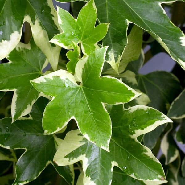2.5 qt. Angyo Star Fatshedera Vine, Live Plant with Variegated Foliage