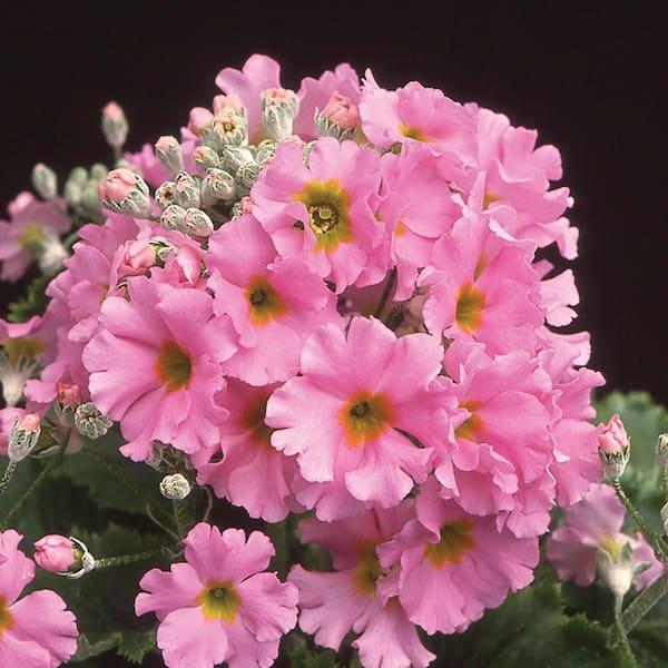 ALTMAN PLANTS 2.5 Qt. #1 Pink Primrose Plant