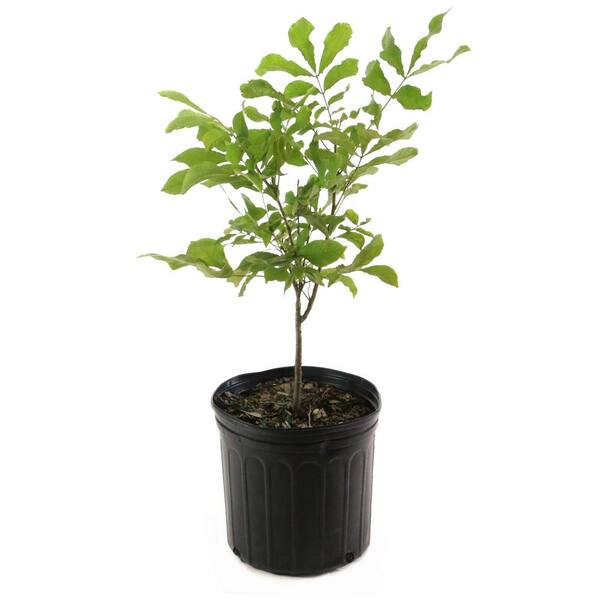 national PLANT NETWORK 2.25 Gal. Deciduous Pignut Hickory Tree