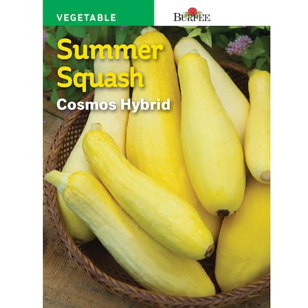 Burpee Squash Summer Cosmos Hybrid Seed