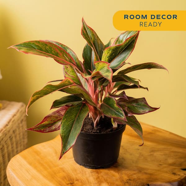Aglaonema Creta Indoor Plant in 6 in. Grower Pot, Avg. Shipping Height 1-2 ft. Tall