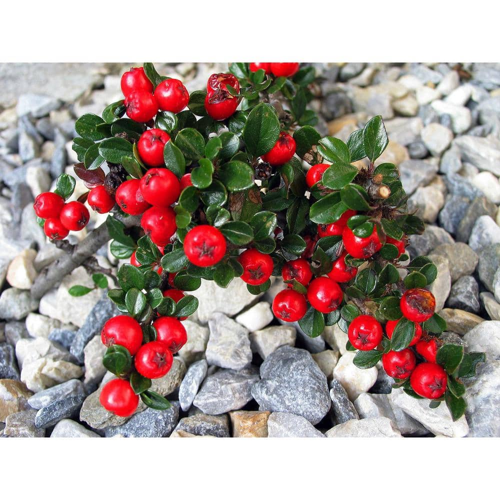 1 Gal. Cranberry Cotoneaster Shrub this True Multi-Purpose Shrub Displays a Different Color for Every Season price history on PriceWatchPro