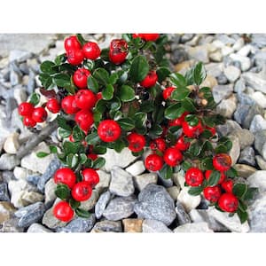 1 Gal. Cranberry Cotoneaster Shrub this True Multi-Purpose Shrub Displays a Different Color for Every Season