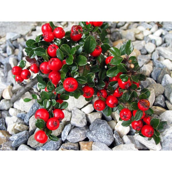 Online Orchards 1 Gal. Cranberry Cotoneaster Shrub this True Multi-Purpose Shrub Displays a Different Color for Every Season