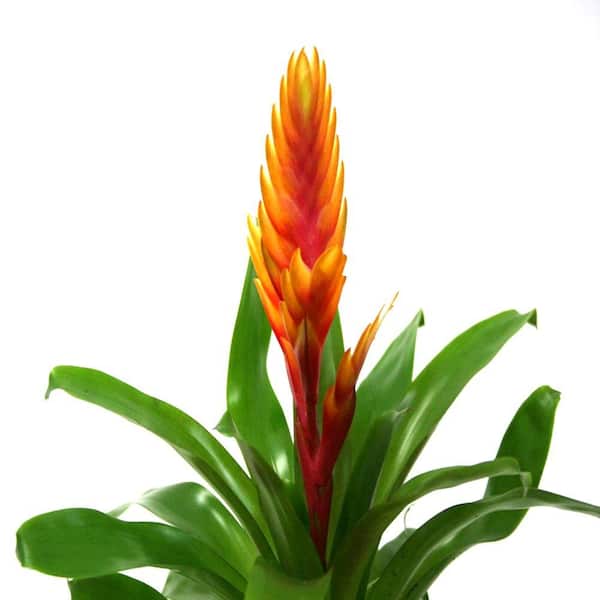 Delray Plants Bromeliad Vriesea Yellow in 4 in. pot