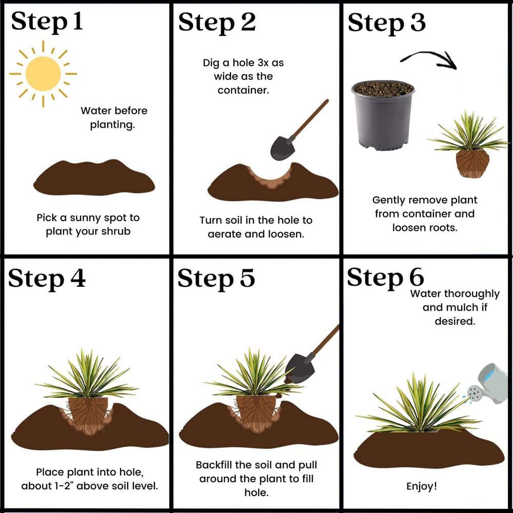 Creamy White and Dark Green Yucca 'Color Guard' 2.25 Gallon Evergreen Shrub
