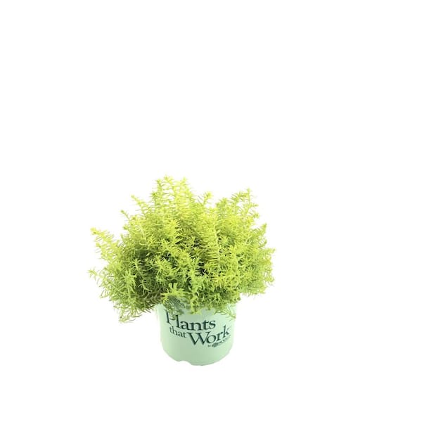 Plants That Work Stonecrop Sedum Angelina's Teacup Live Plant