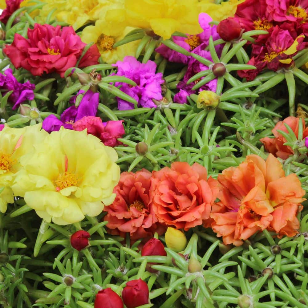 Vigoro 2.5 Qt. Portulaca with Assorted Colors 1004586003 - The Home Depot