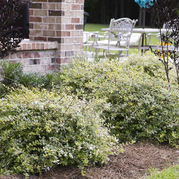 SOUTHERN LIVING 2 Gal. Miss Lemon Abelia With Light Pink Flowers