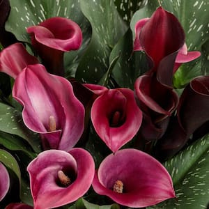 6.5 in. Be My Heart Calla Lily Hybrid (Zantedeschia), Pink Flowers