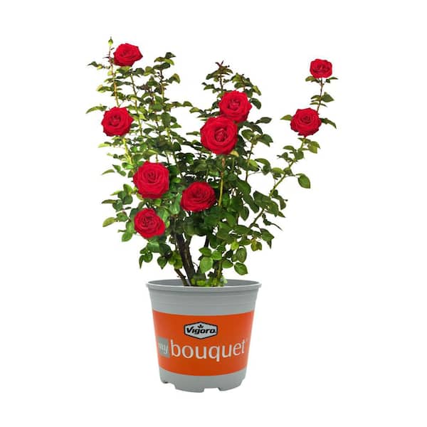 My Bouquet 2 Gal. My Bouquet Rose Forever Yours Red