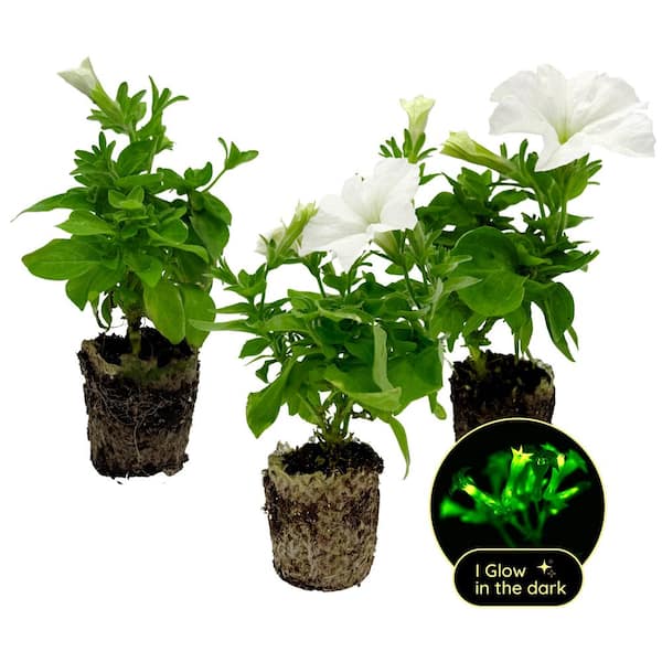 Firefly Petunia Live Outdoor Plant in 45mm Mesh Plug Avg. Shipping Height 5-6 in. Tall (3-Pack)