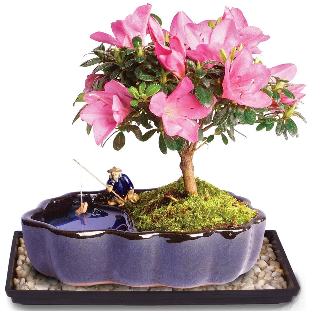 Brussel's Bonsai Satsuki Azalea Bonsai in Zen Reflections PotDT1217AZZ The Home Depot