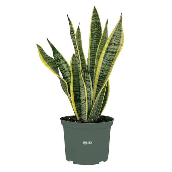 NATURE'S WAY FARMS Sansevieria Laurentii Live Indoor Plant in Growers Pot Avg Shipping Height 1 ft. to 2 ft. Tall