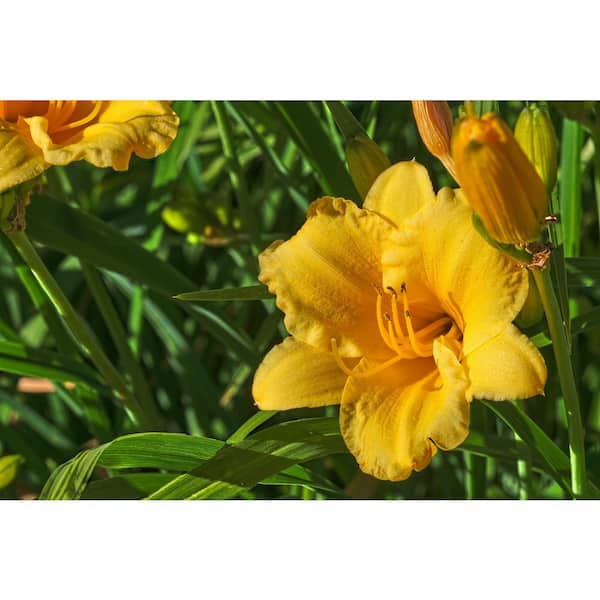 3 Gal. Landscape Yellow Lavender Hermerocallis Perennial Plant (1-Pack)