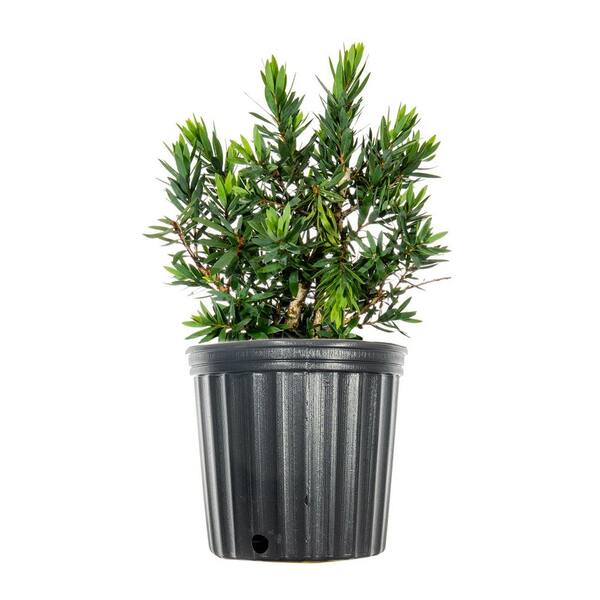 Perfect Plants Little John BottleBrush Shrub in 1 Gal. Grower's Pot