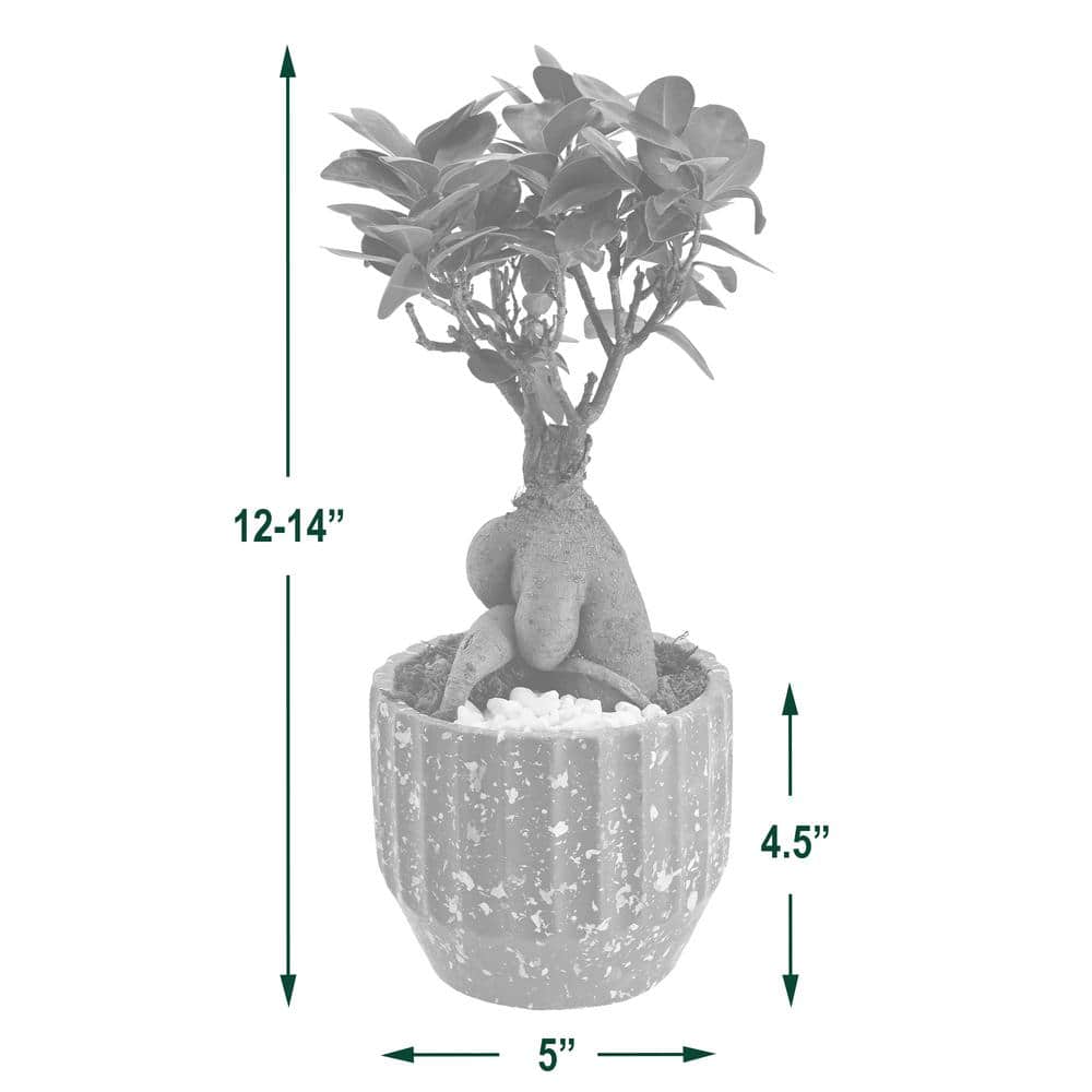 Ginseng Ficus Bonsai in Black Speckled Ceramic Planter