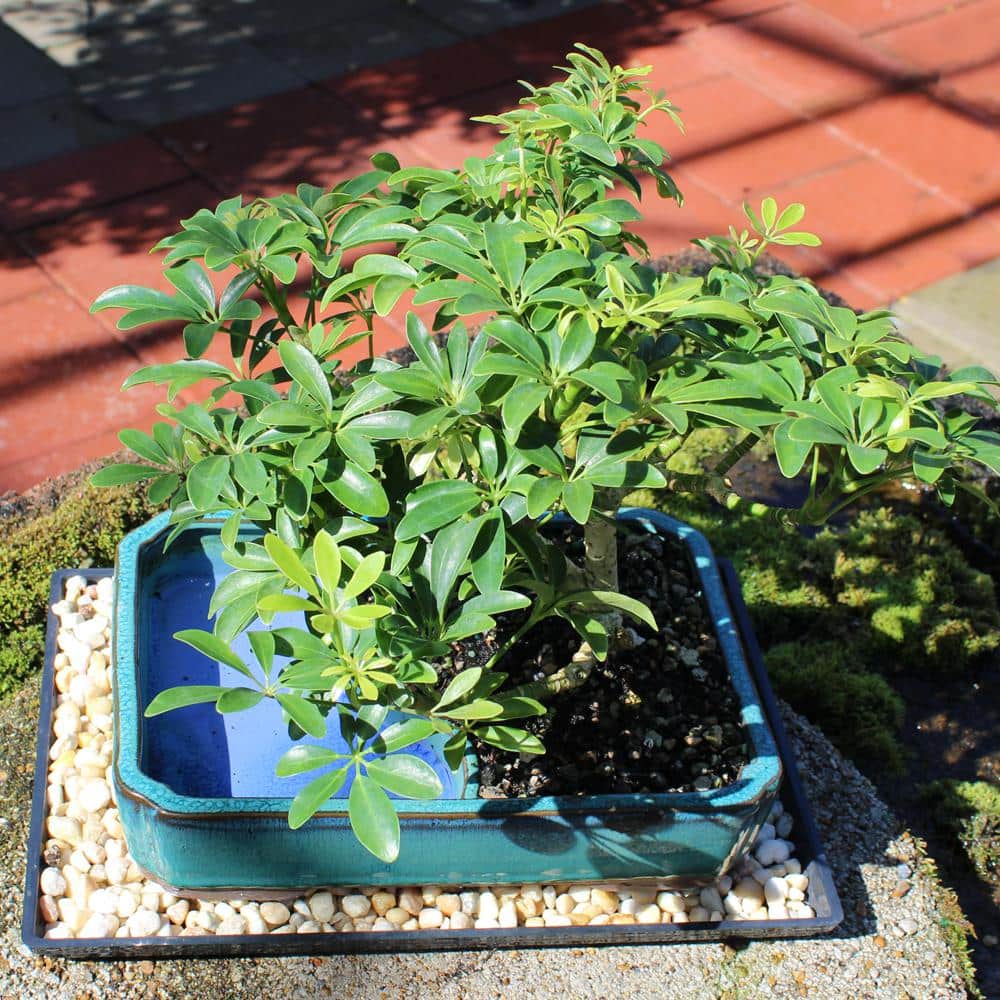 Medium Hawaiian Umbrella Indoor Bonsai Tree in Blue Ceramic Pot