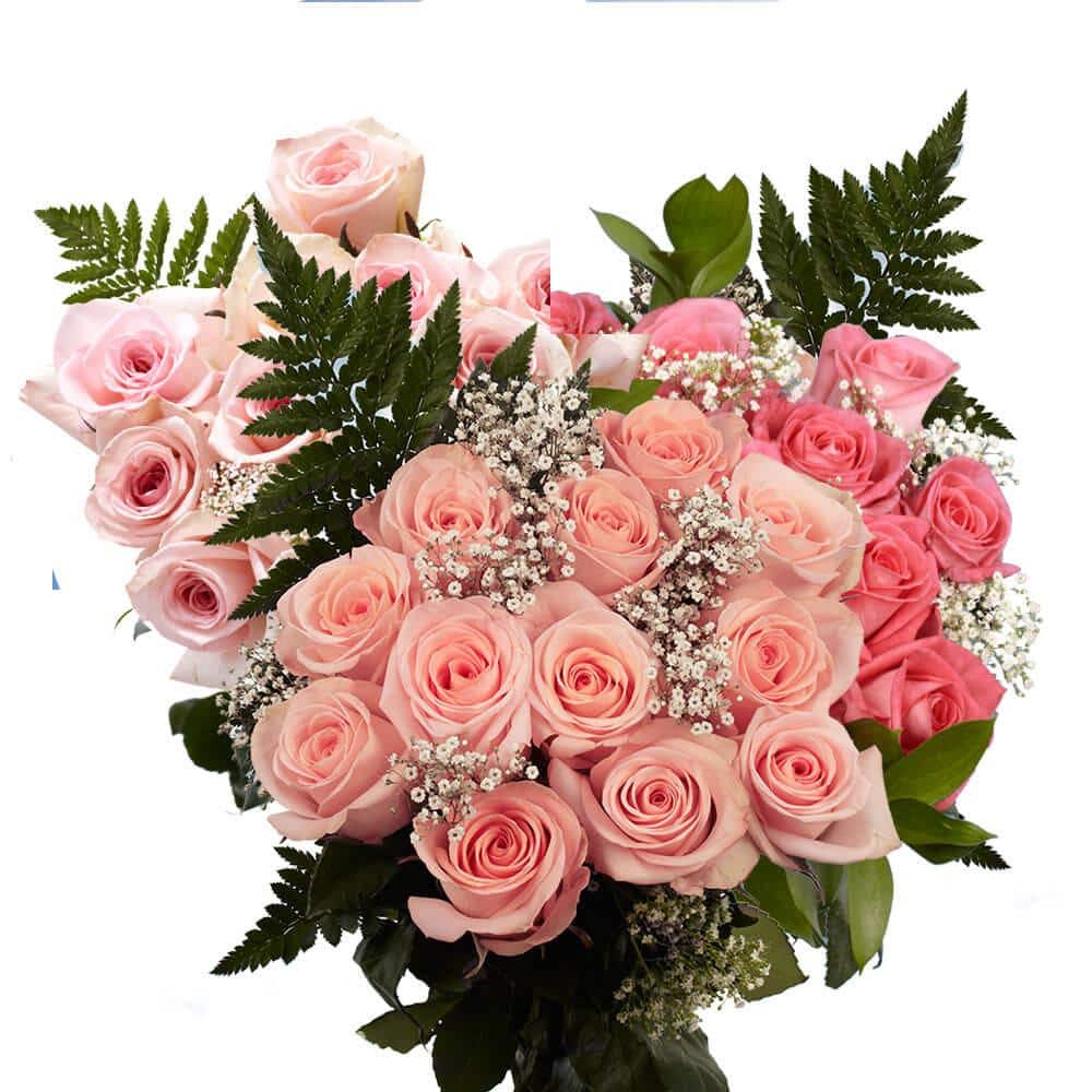 Globalrose 2-Dozen Ivory Roses with Baby's Breath and Green- Fresh