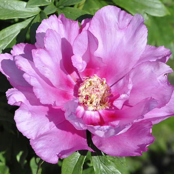 Itoh Peony First Arrival Set of 1 Root