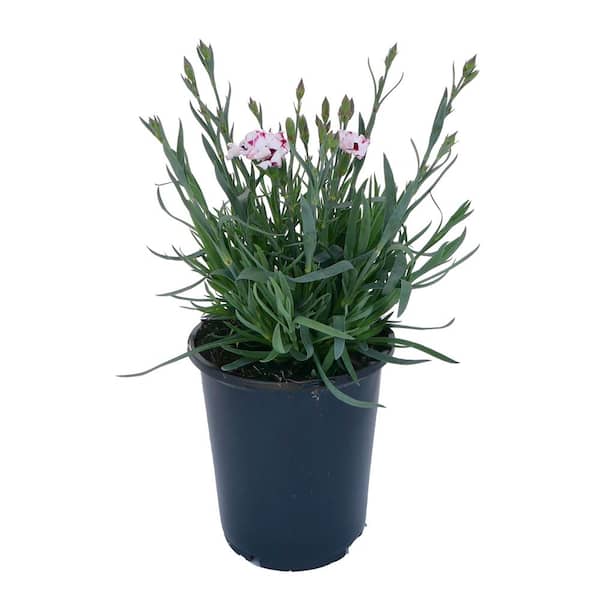 Unbranded. 2.5 qt. Dianthus 'Everlast Cherry Swirl' Perennial