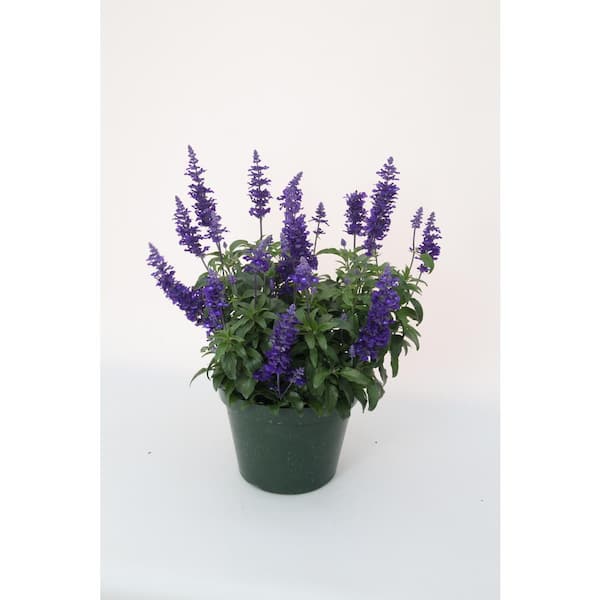 Vigoro 1 Qt. Salvia Deep Ocean Azurea Annual Plant with Blue Flowers (5-Pack)