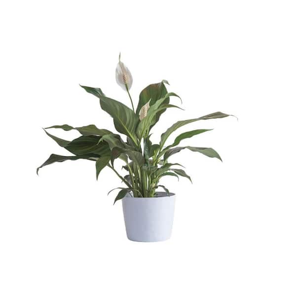 Vigoro 6 in. Spathiphyllum Peace Lily Plant in White Decor Plastic Pot
