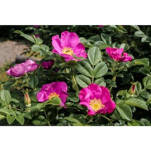 2 Gal. Japanese Rose (Rosa rugosa) Live Shrub with Pink Flowers