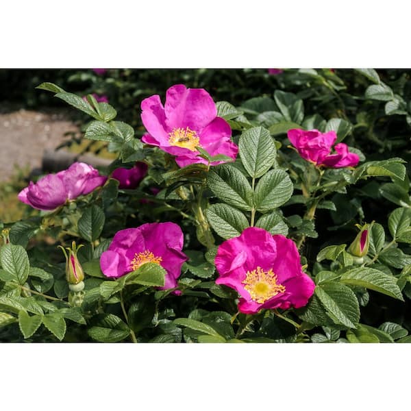 BELL NURSERY 2 Gal. Japanese Rose (Rosa rugosa) Live Shrub with Pink Flowers
