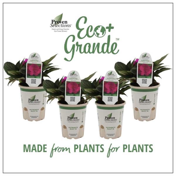 SunPatiens 4.25 in. Eco+Grande Compact Purple SunPatiens Impatiens Outdoor Annual Live Plant with Purple Flowers (4-Pack)