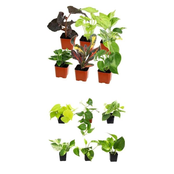 Air Purifying Live Houseplants (6) and Pothos Philodendron Pack (6) in 2 in. Grower Pots