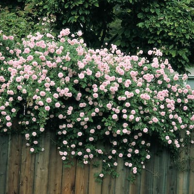 Climbing - Rose Bushes - Garden Flowers - The Home Depot