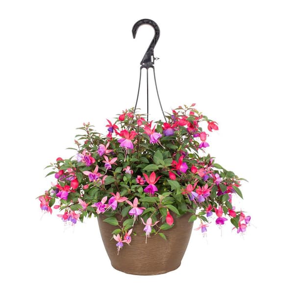 Vigoro 1.75 Gal. Fuchsia Dollar Princess Pink and Purple in Decorative Hanging Basket Annual Plant (1-Pack)