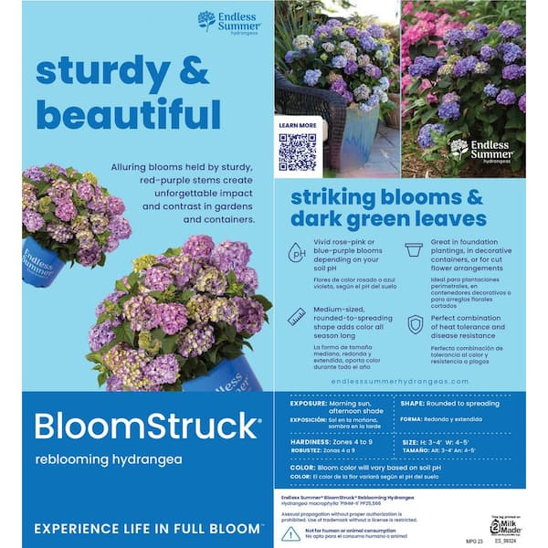 Endless Summer 2 Gal. BloomStruck Reblooming Hydrangea