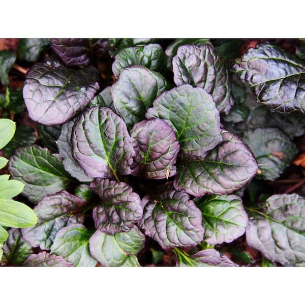 BELL NURSERY 0.96 Pt. Groundcover Ajuga Shrub Plant