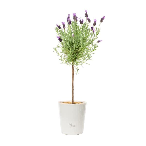 Metrolina Greenhouses 2.5 QT. Lavender Tree Perennial Plant