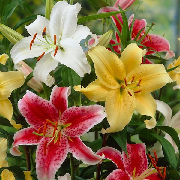 VAN ZYVERDEN Lilies Oriental Fragrant Blend Bulbs (9-Pack)
