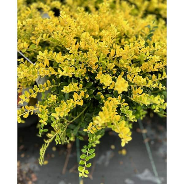 3 Gal. Golden Helleri Japanese Holly (Ilex Crenata) Live Evergreen Shrub (1-Pack)