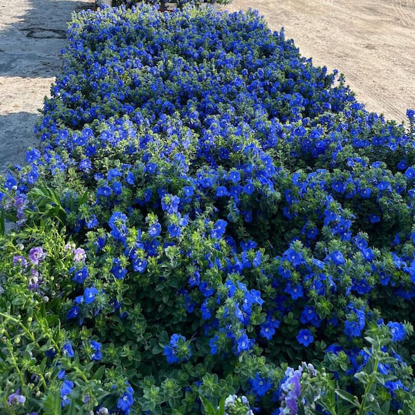 OnlinePlantCenter 1 Gal. Blue Daze Evolvulus Plant (3-Pack