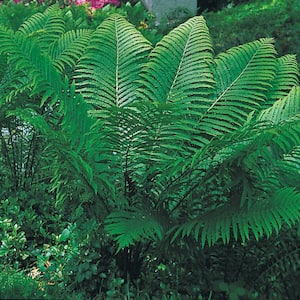 Tennessee Ostrich Fern Dormant Bare Root Perennial Plant (1-Pack)